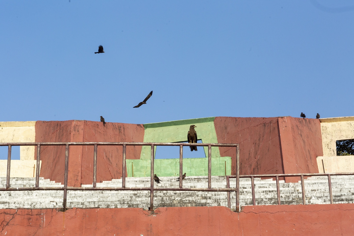 <p>Large birds circling above and perched on railings and walls of the stands</p>