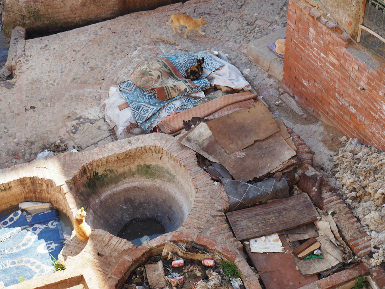 <p>Cats and litter among unused tanning pits</p>
