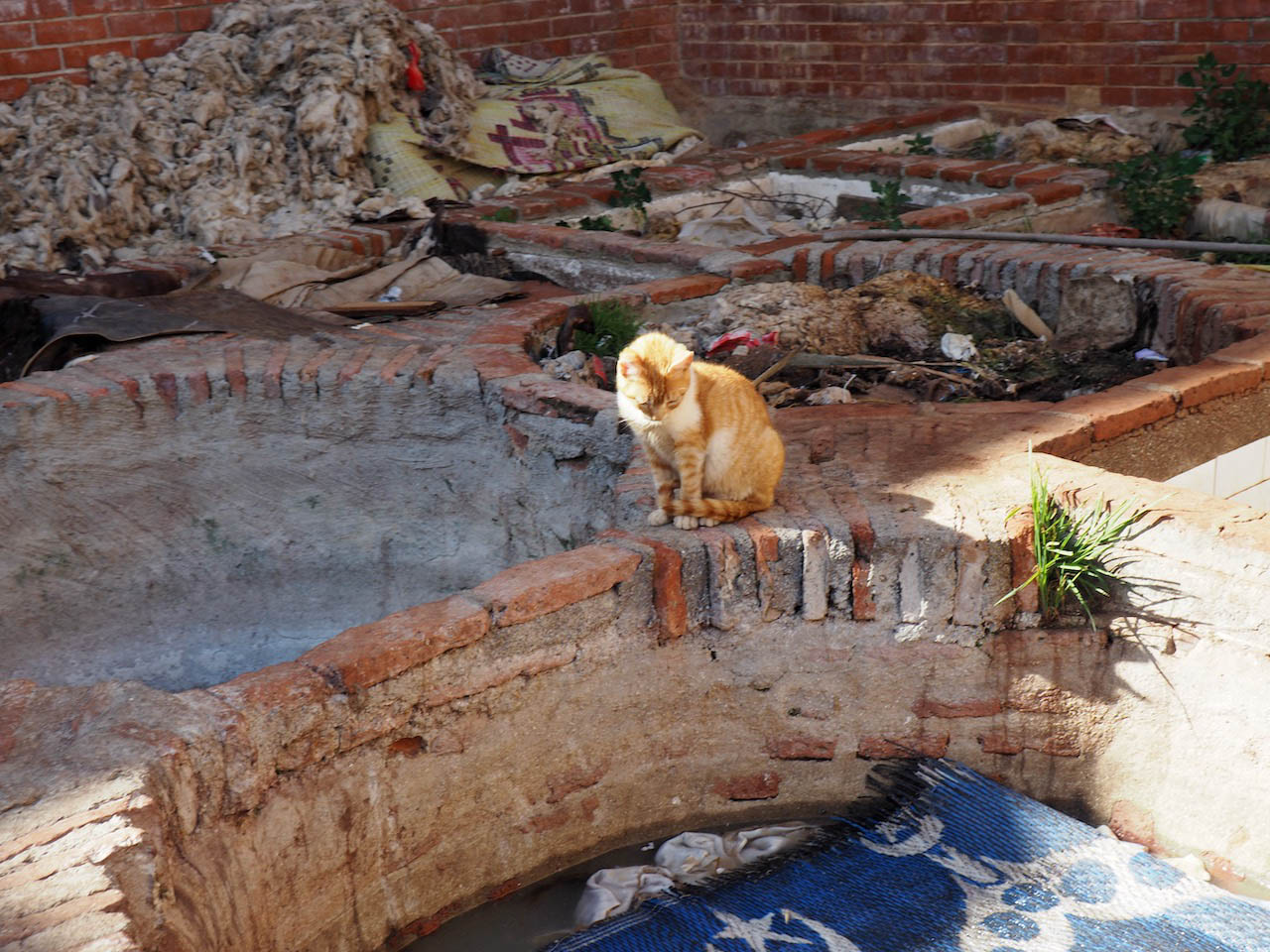 <p>A cat looks down into an unused dye pit with a plastic mat, and debris and litter behind</p>