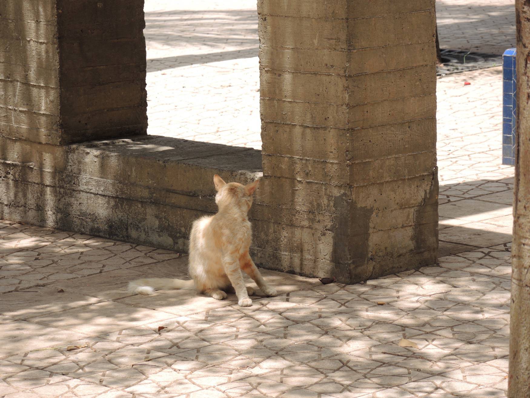 Detail view of a concrete structure acting as a pillar with a cat in front