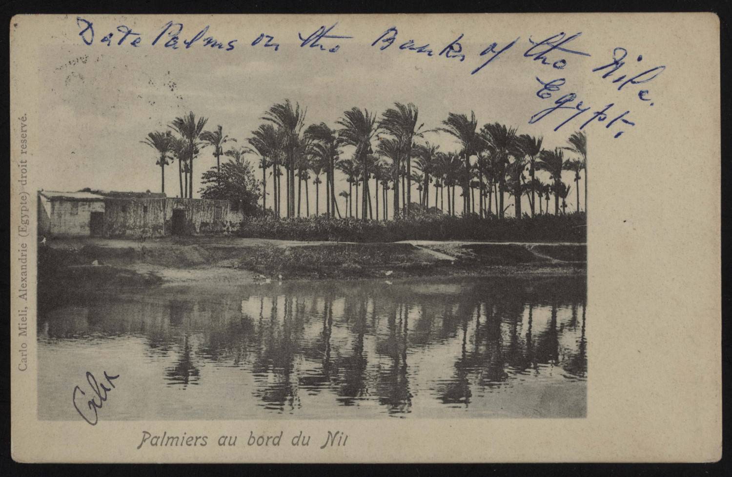 <p>Postcard of date palms on the edge of the Nile, Egypt</p>