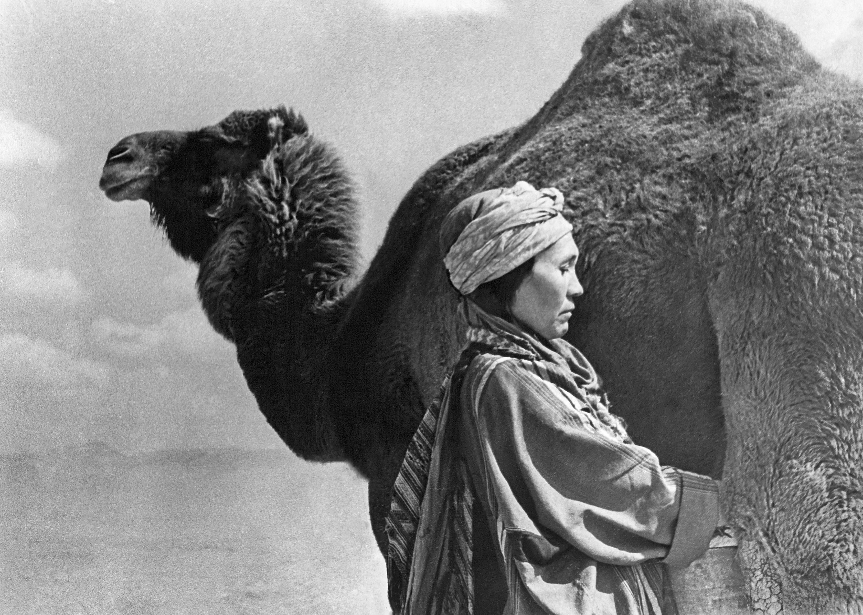 Woman milking a camel.