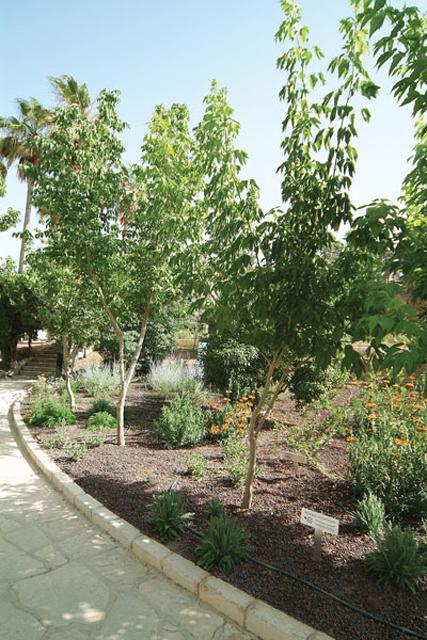 Water conserving plant displays integrated with previously planted trees.