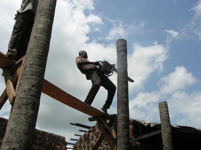 Local worker cutting palm to size