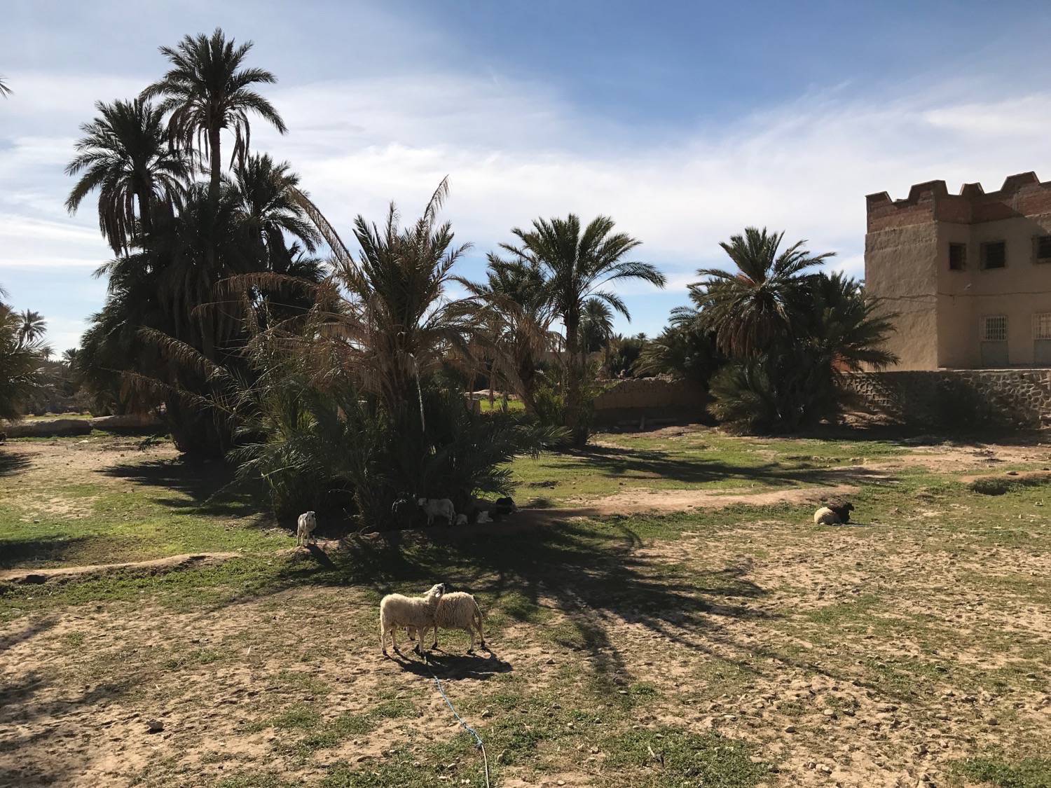 Ksar Rissani - View from the mausoleum towards the Rissani Ksar and the oasis 