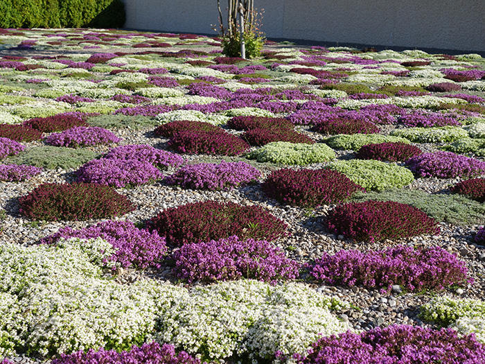 Multicoloured carpet of thyme on the graves  