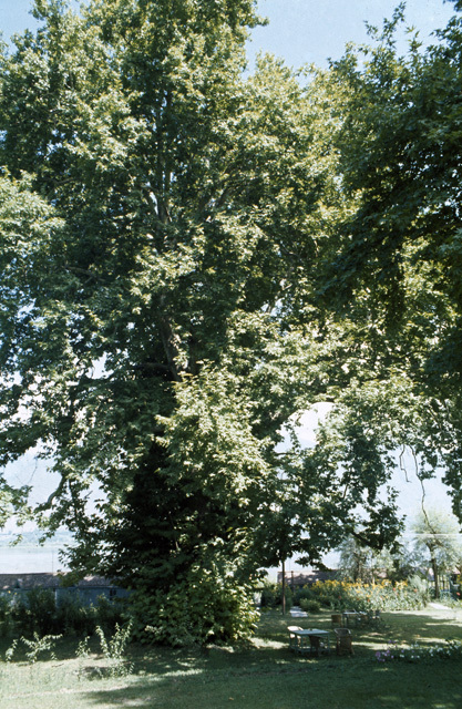 View of chinar trees in the former garden, now part of a university campus