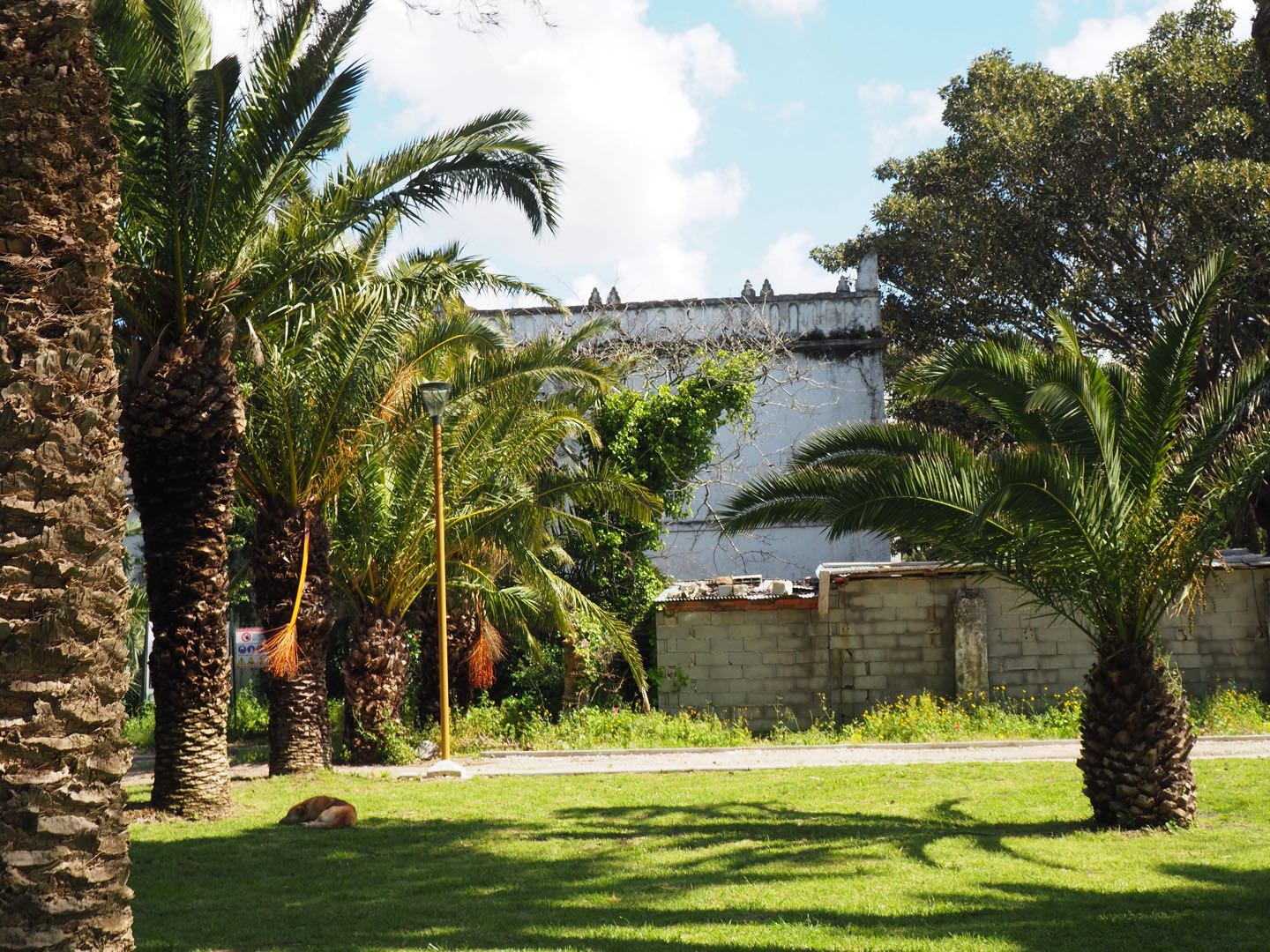 <p>View of the palm trees in the garden, a dog sleeping on the grass</p>