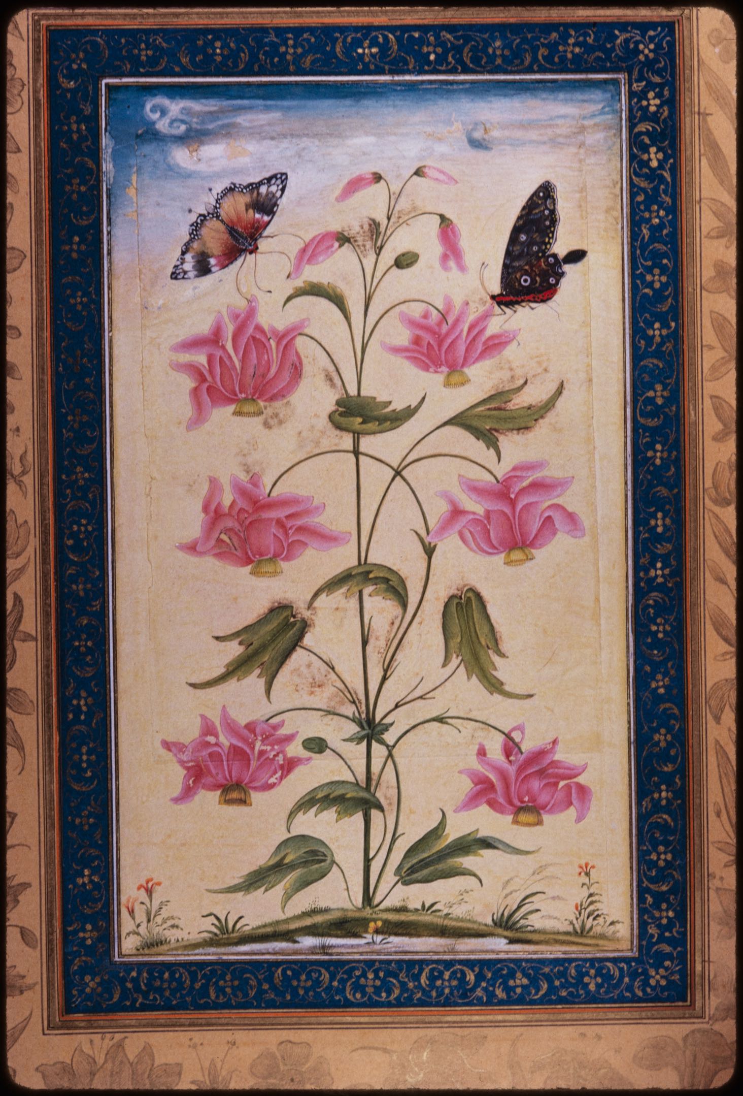 Butterflies alighting on an exotic plant, f. 64 from the Dara Shikoh Album (British Library Add. Or. 3129)