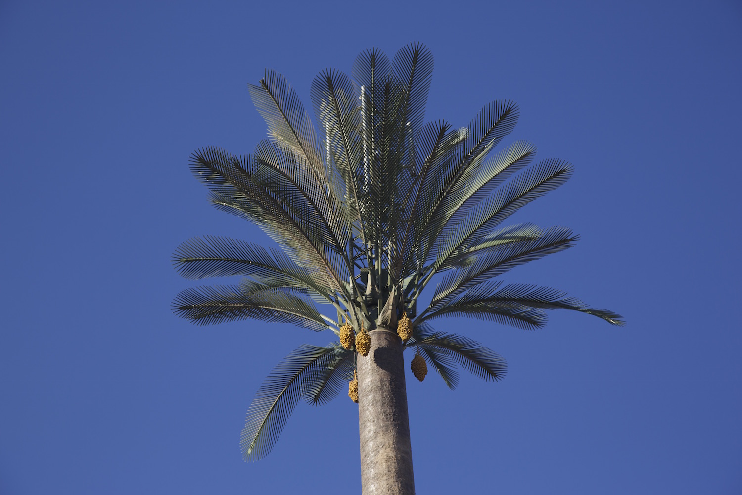 Jami' al-Kutubiyya - <p>Detail view of a mobile phone tower shaped as a date palm</p>