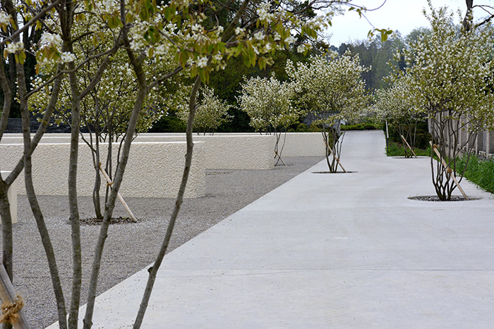 Concrete path with snowy mespils (Amelanchier lamrckii) and roughcast limestone-concrete walls 