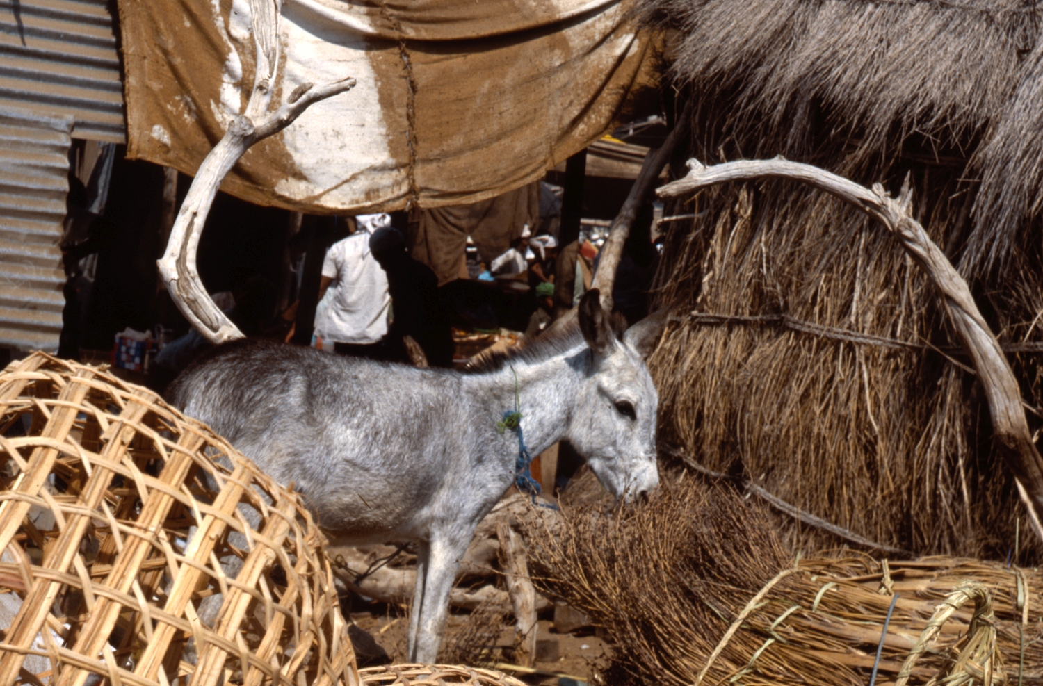 Zabid Market. Tihama region. View of a donkey in the market.