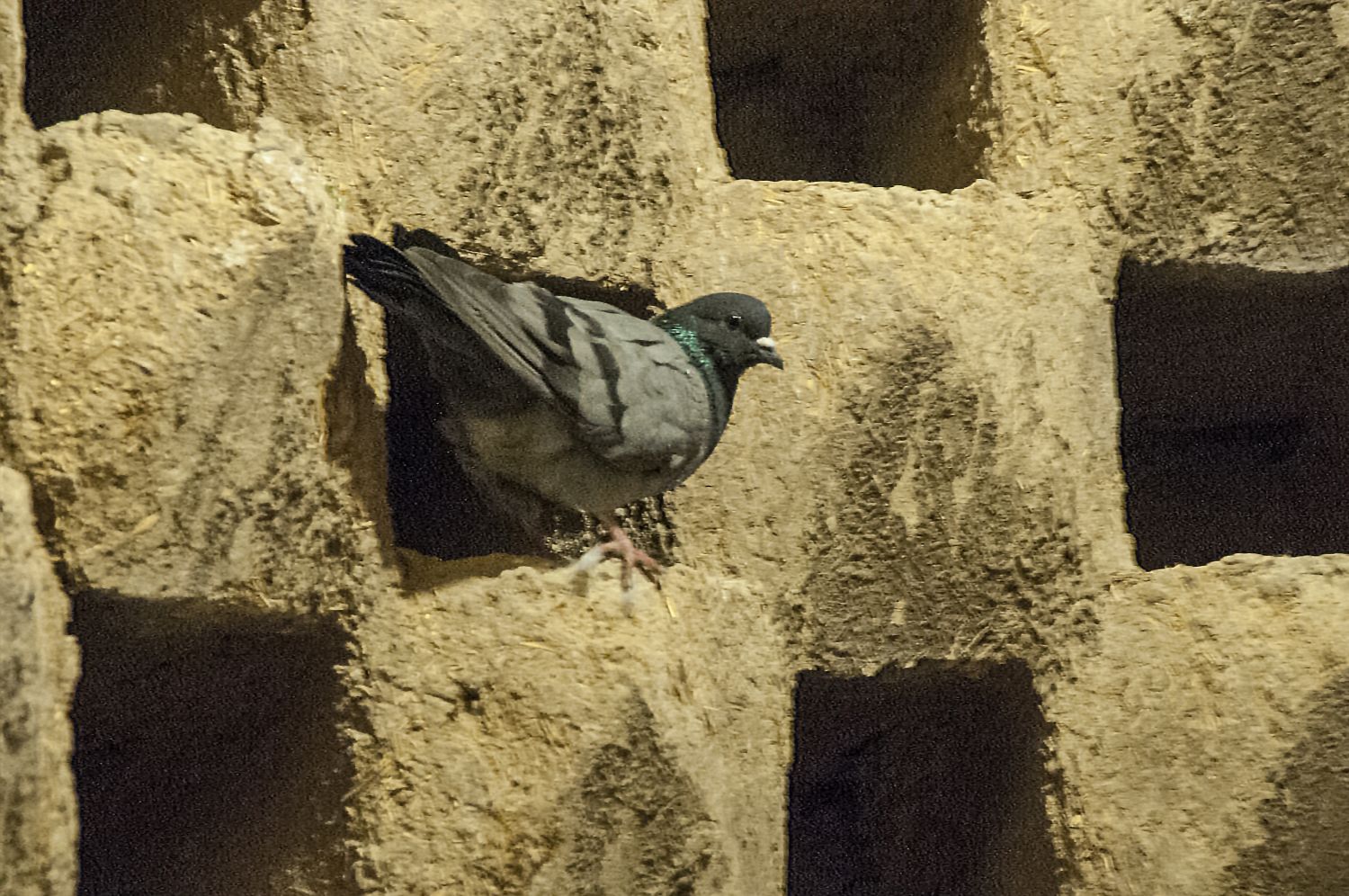 Pigeon tower (kabutarkhanah)&nbsp;in Mardavij Neighborhood of Isfahan, interior view showing a pigeon roosting on a ledge.