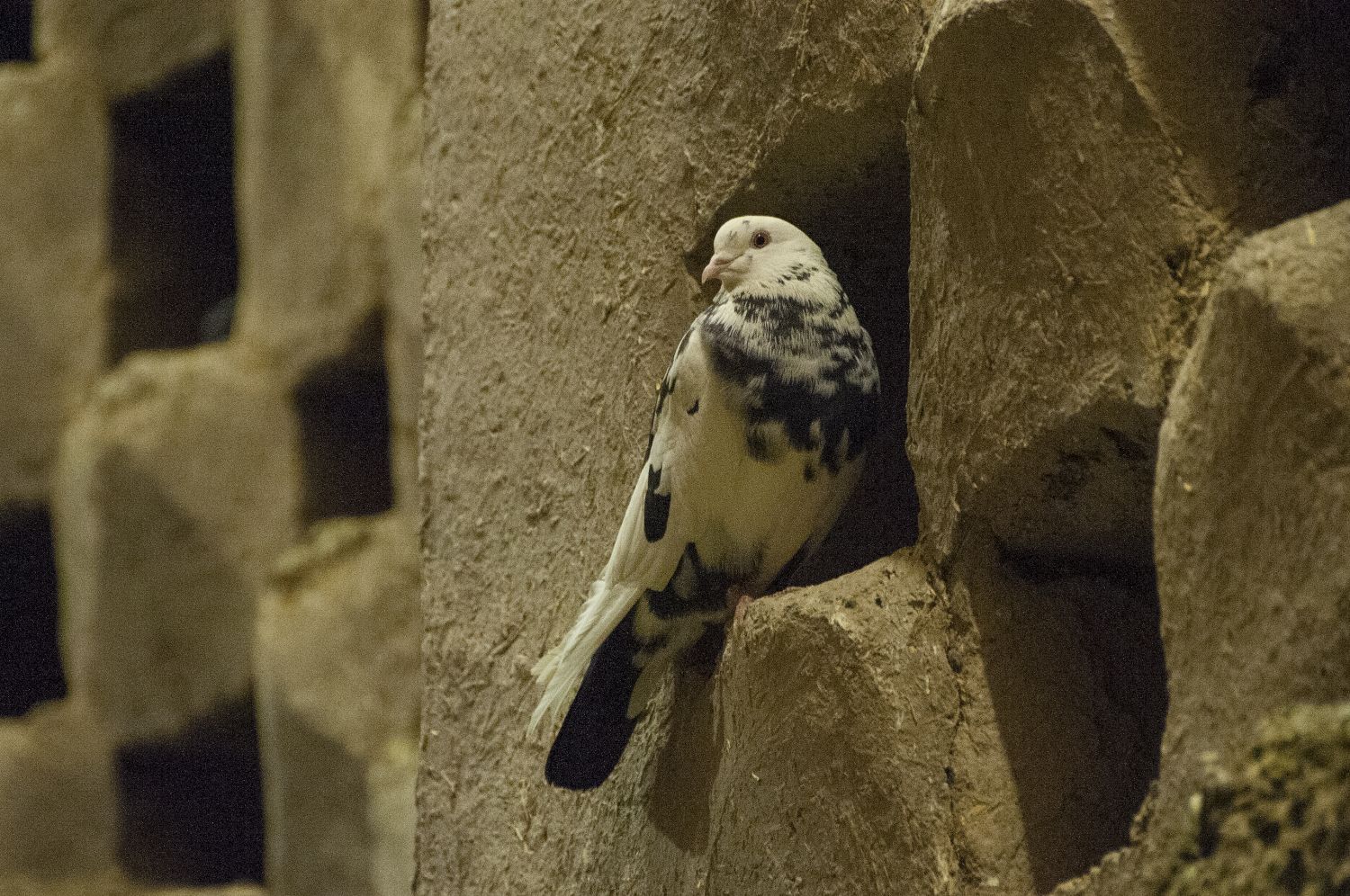 Interior view showing a pigeon roosting on a ledge at a pigeon tower (kabutarkhanah) in Mardavij Neighborhood of Isfahan.