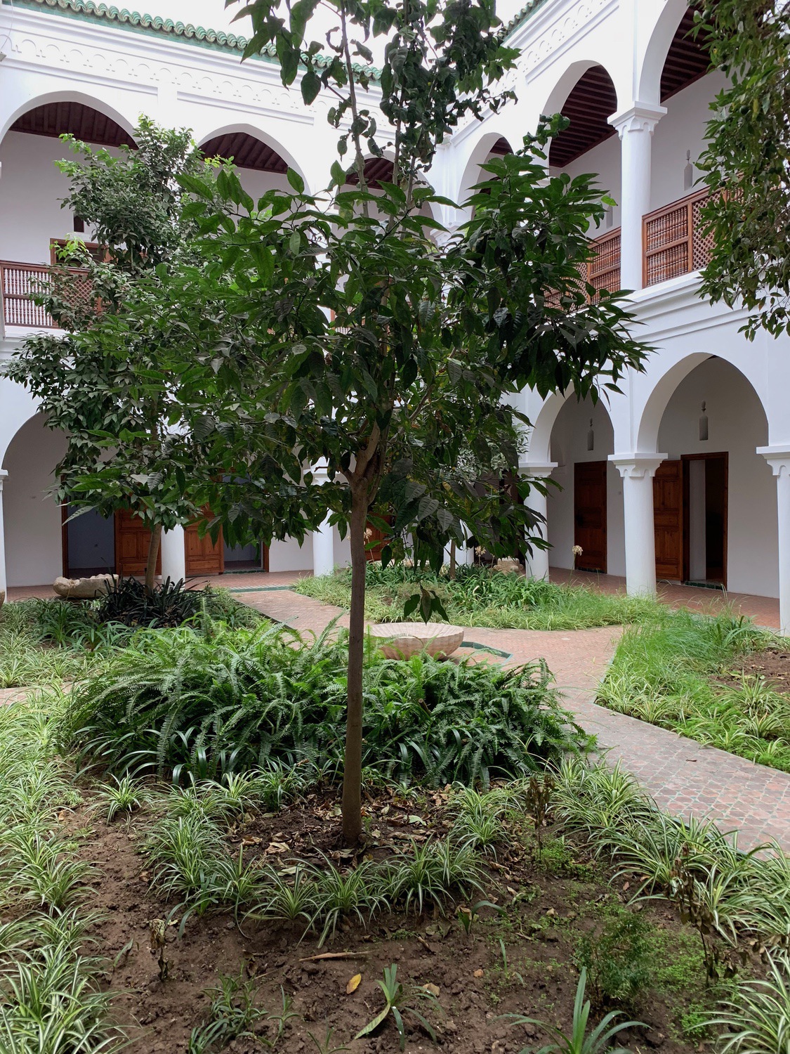 <p>View of a tree in the courtyard garden</p>