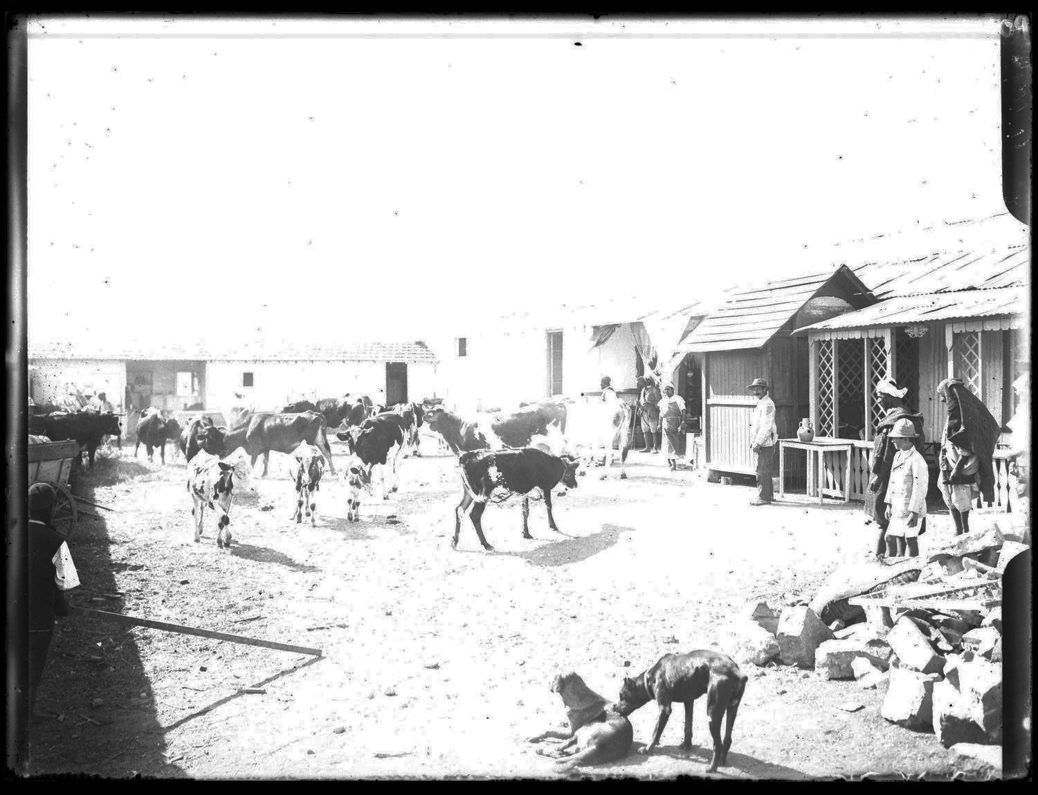 Cows, dogs and people in a courtyard, probably in Tangier