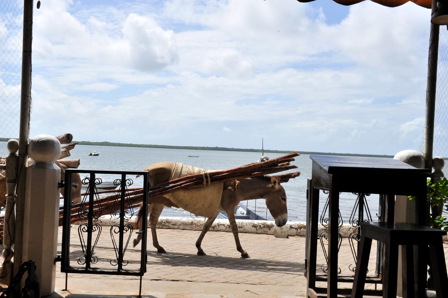 Lamu sea walk showing main mode of transport