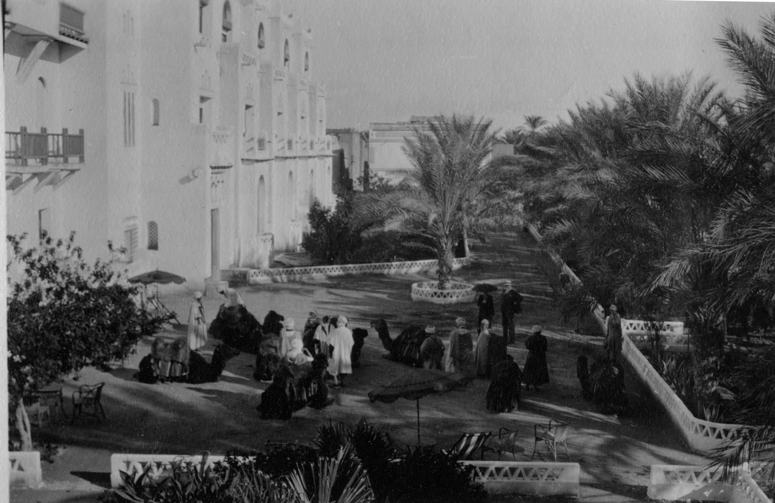 View of camels in the courtyard