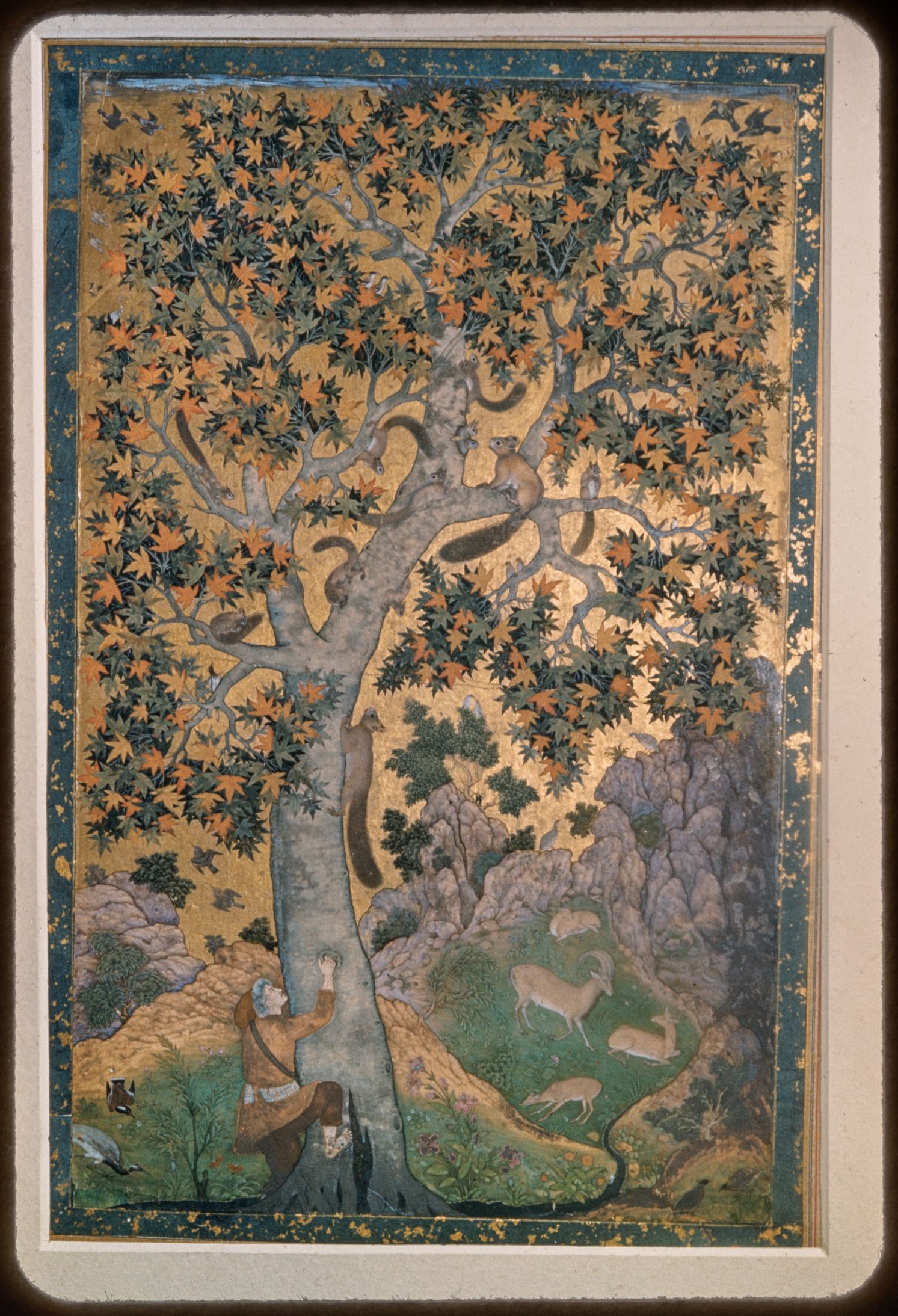 Squirrels in a Plane Tree (British Library, Johnson Album 1/30)
