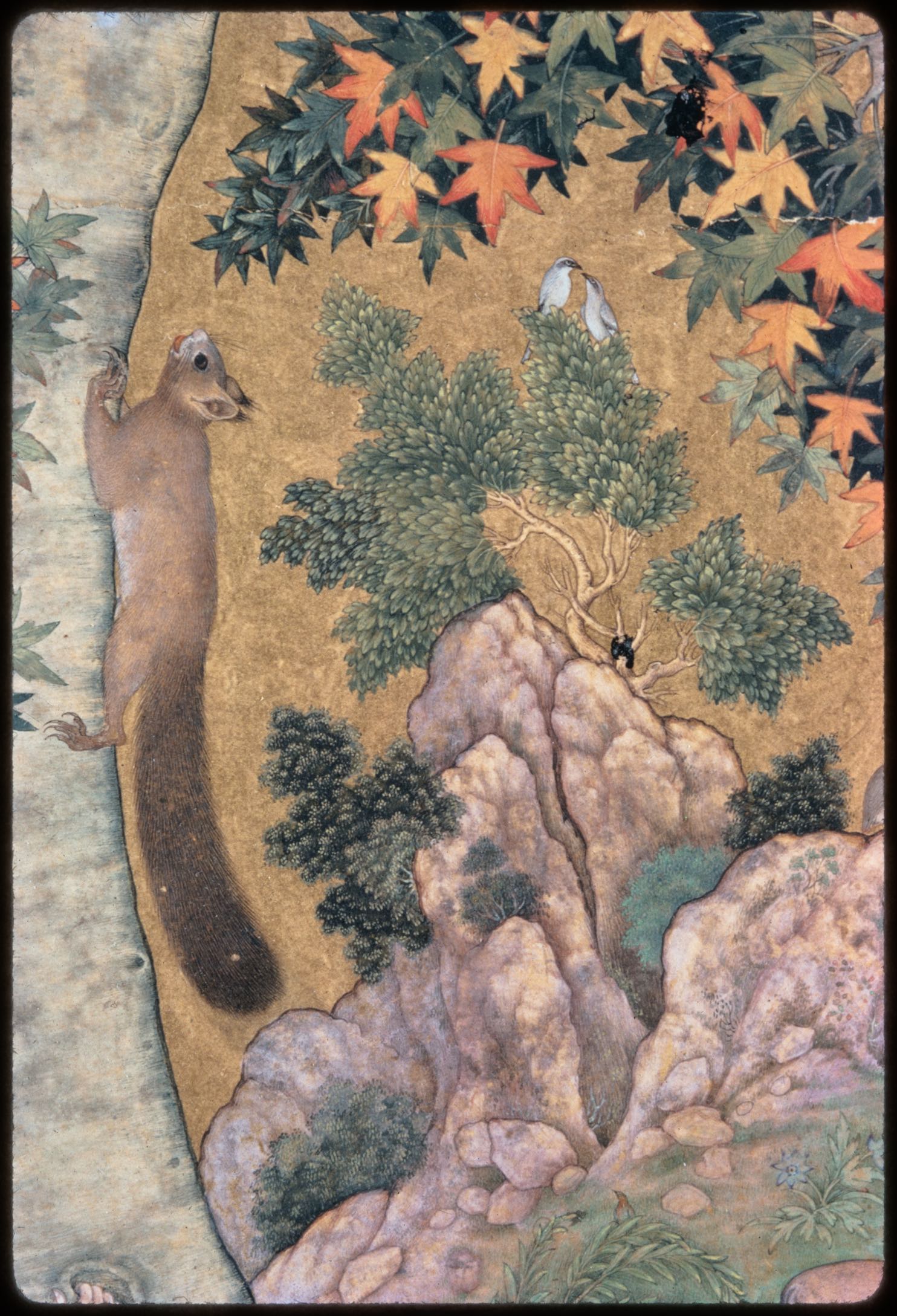 Detail of climbing squirrel with landscape, Squirrels in a Plane Tree (British Library, Johnson Album 1/30)