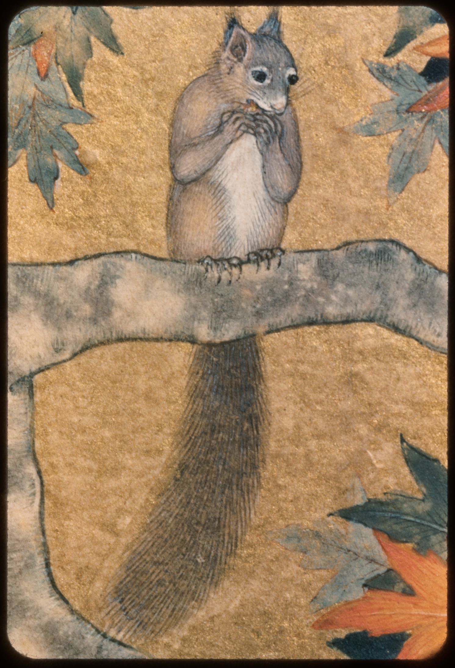 Detail of squirrel eating a nut, Squirrels in a Plane Tree (British Library, Johnson Album 1/30)
