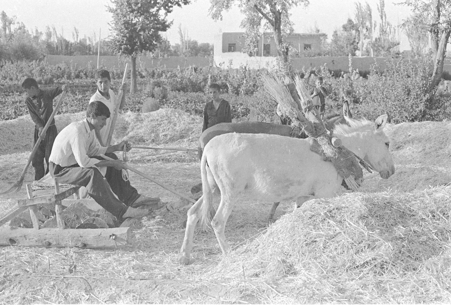 Dennis Briskin - Making hay in Arak, Iran.
