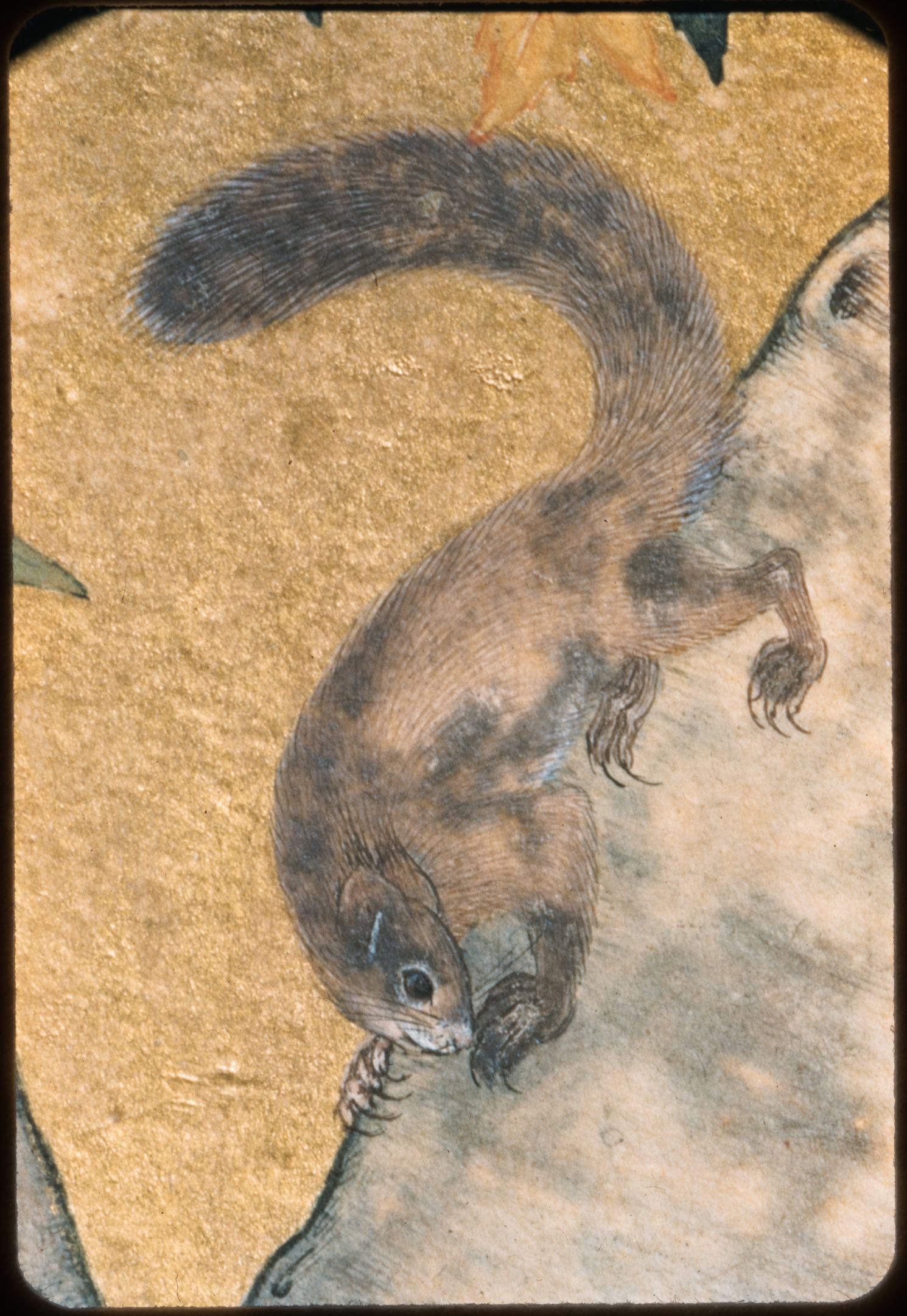 Detail of clawed squirrel, Squirrels in a Plane Tree (British Library, Johnson Album 1/30)