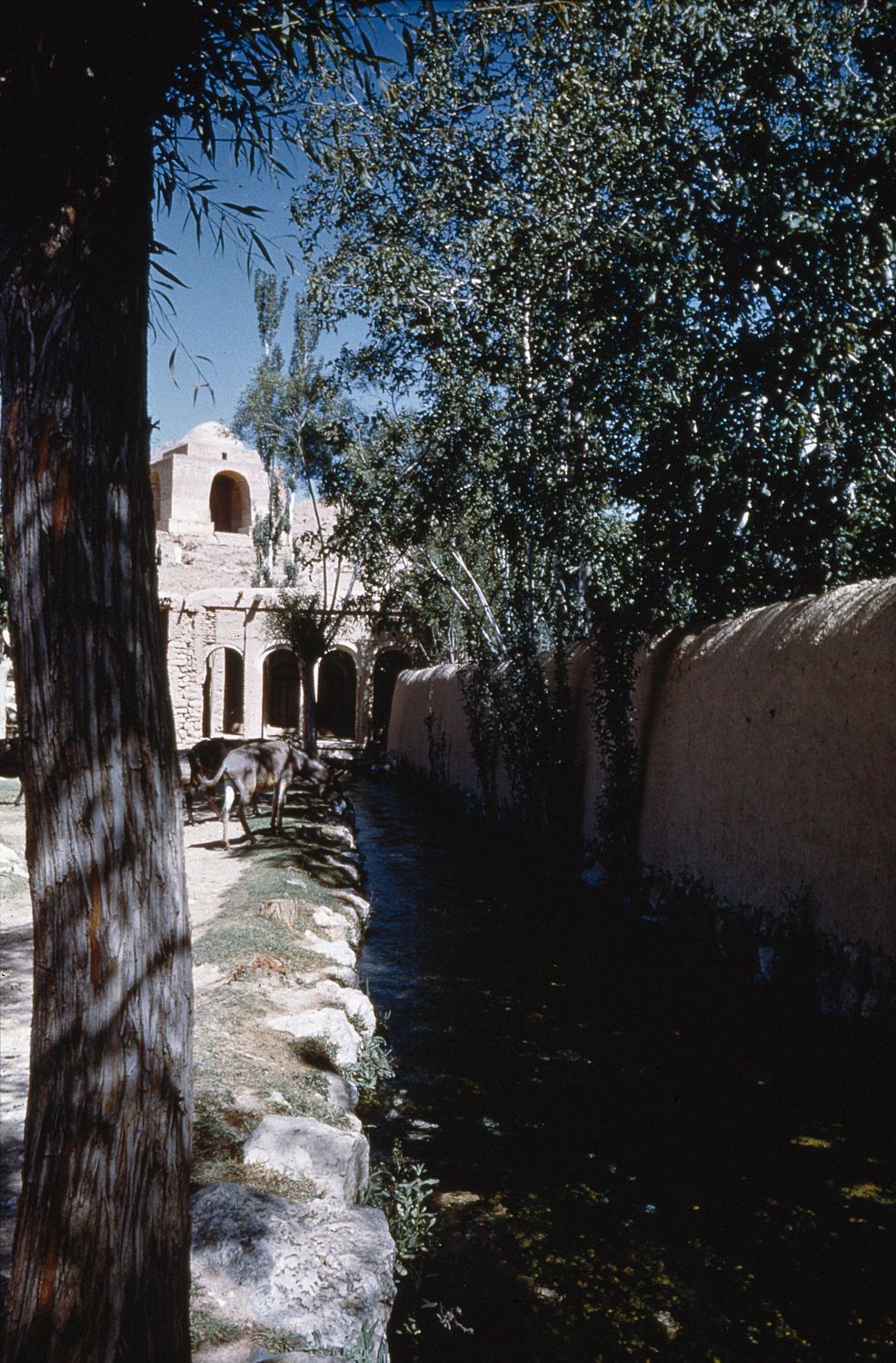 View along water channel toward spring.