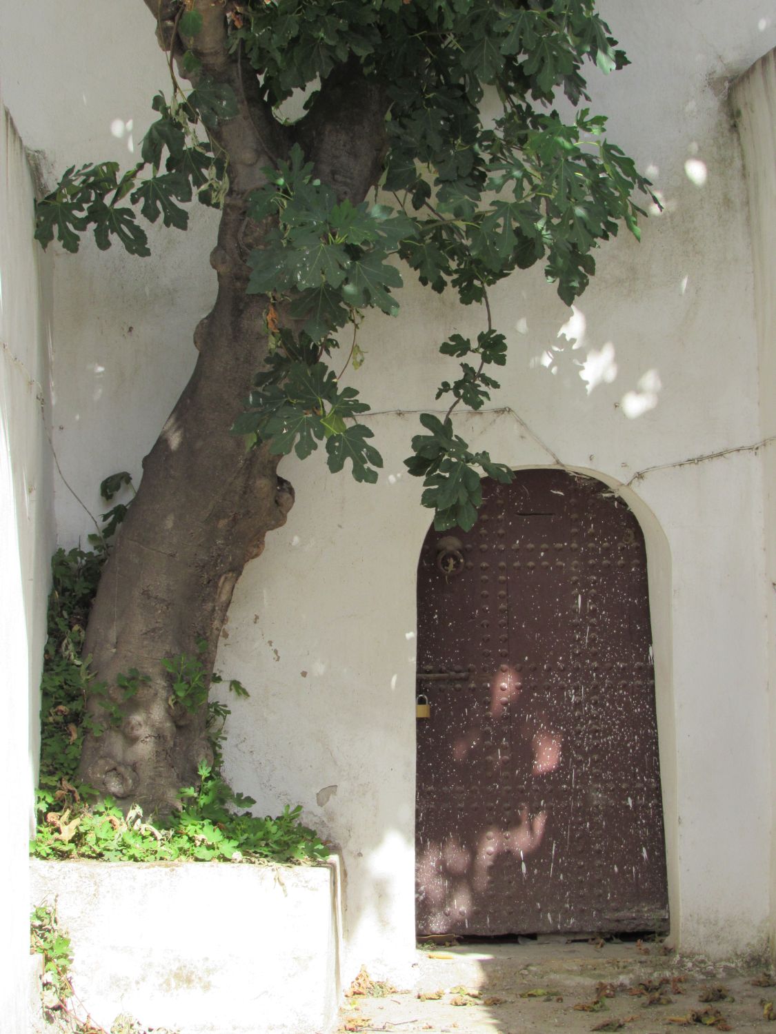 Exterior view, entrance with a fig tree.