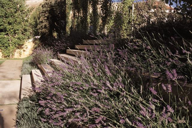Entrance approach showing solid stone staircase embedded in linear lavender-filled planters