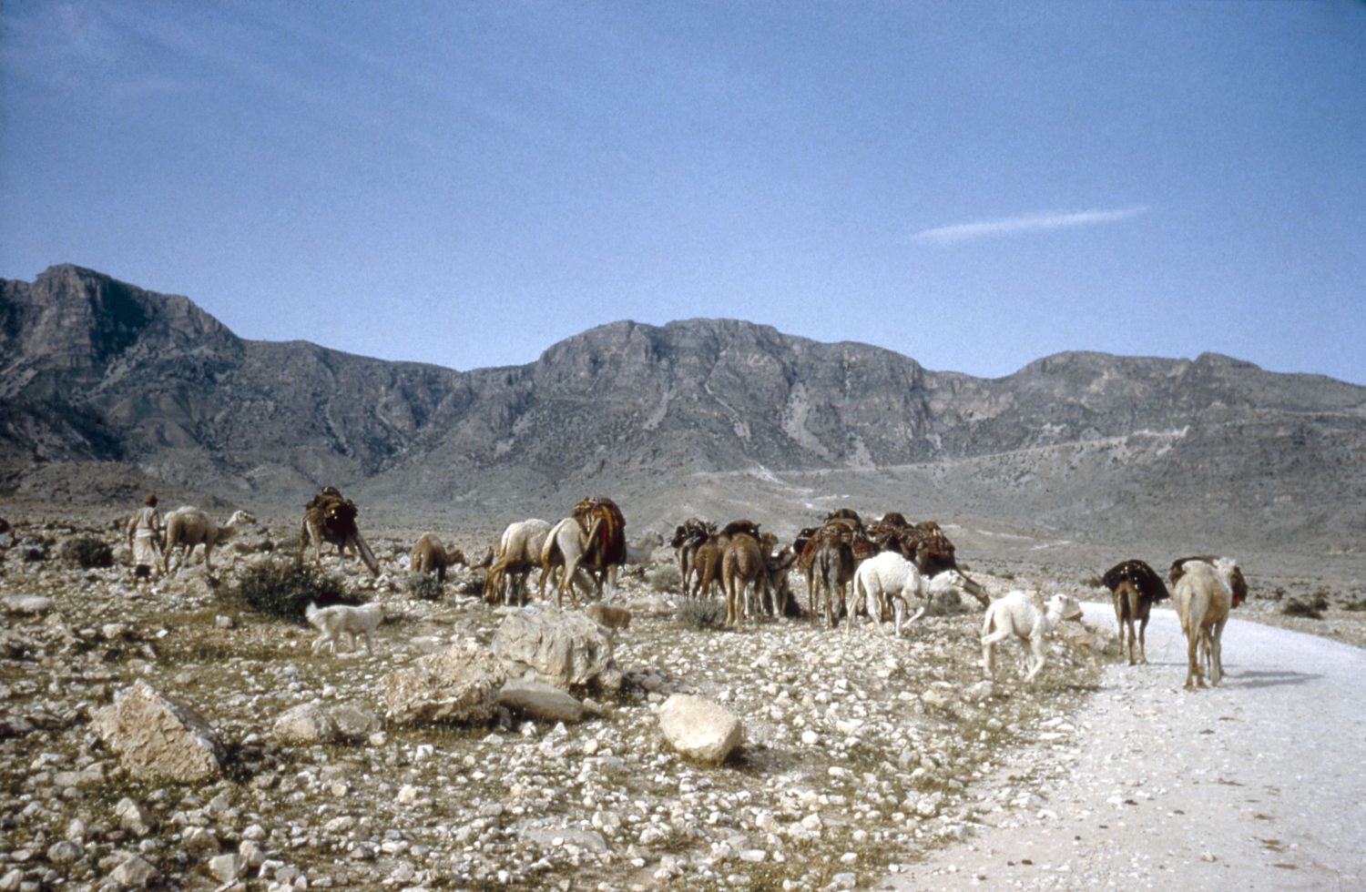 Qashqa'i migration with their caravan near Bushihr, Iran.