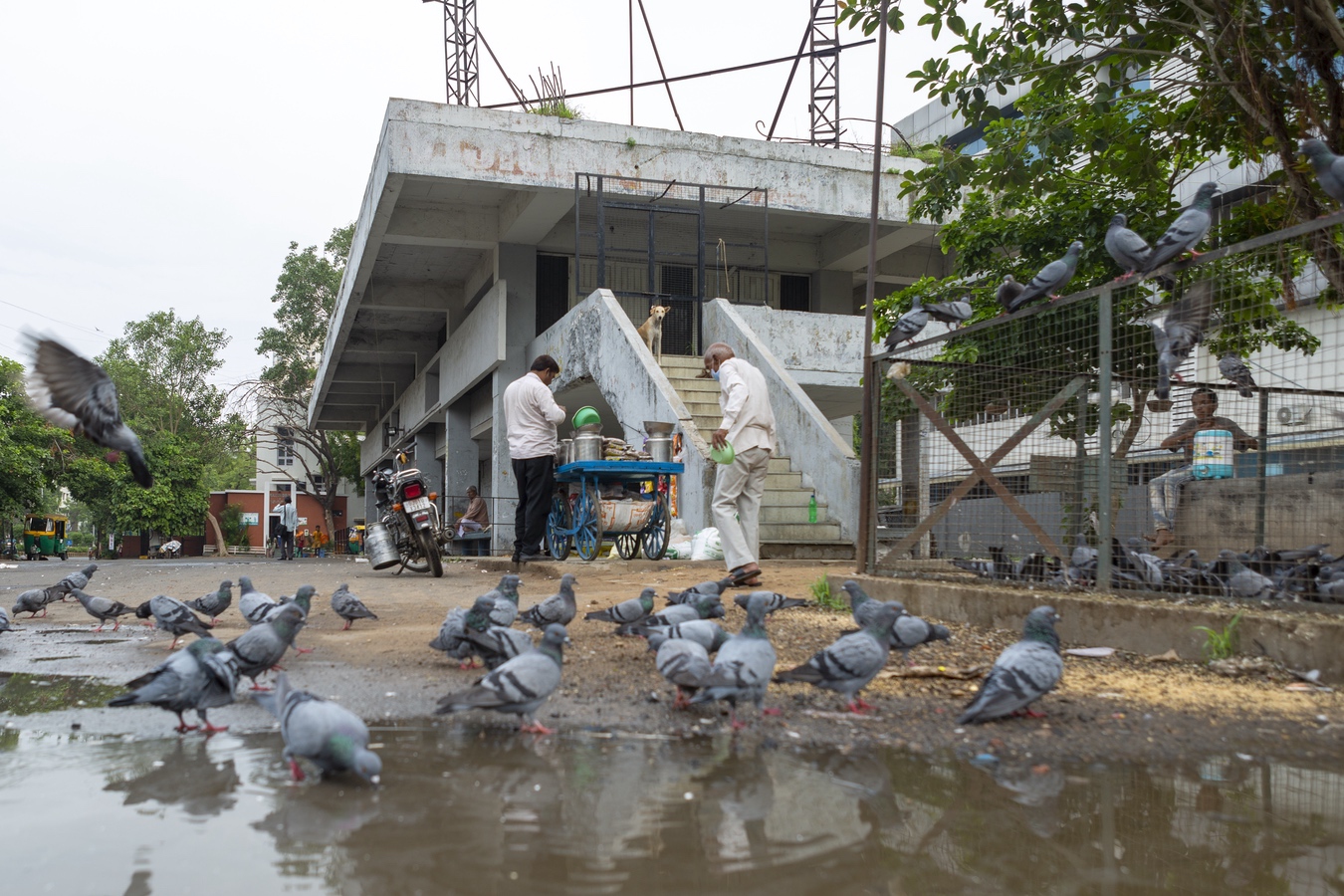<p>People buying grain from Vijay to feed the birds collected around the station.</p>