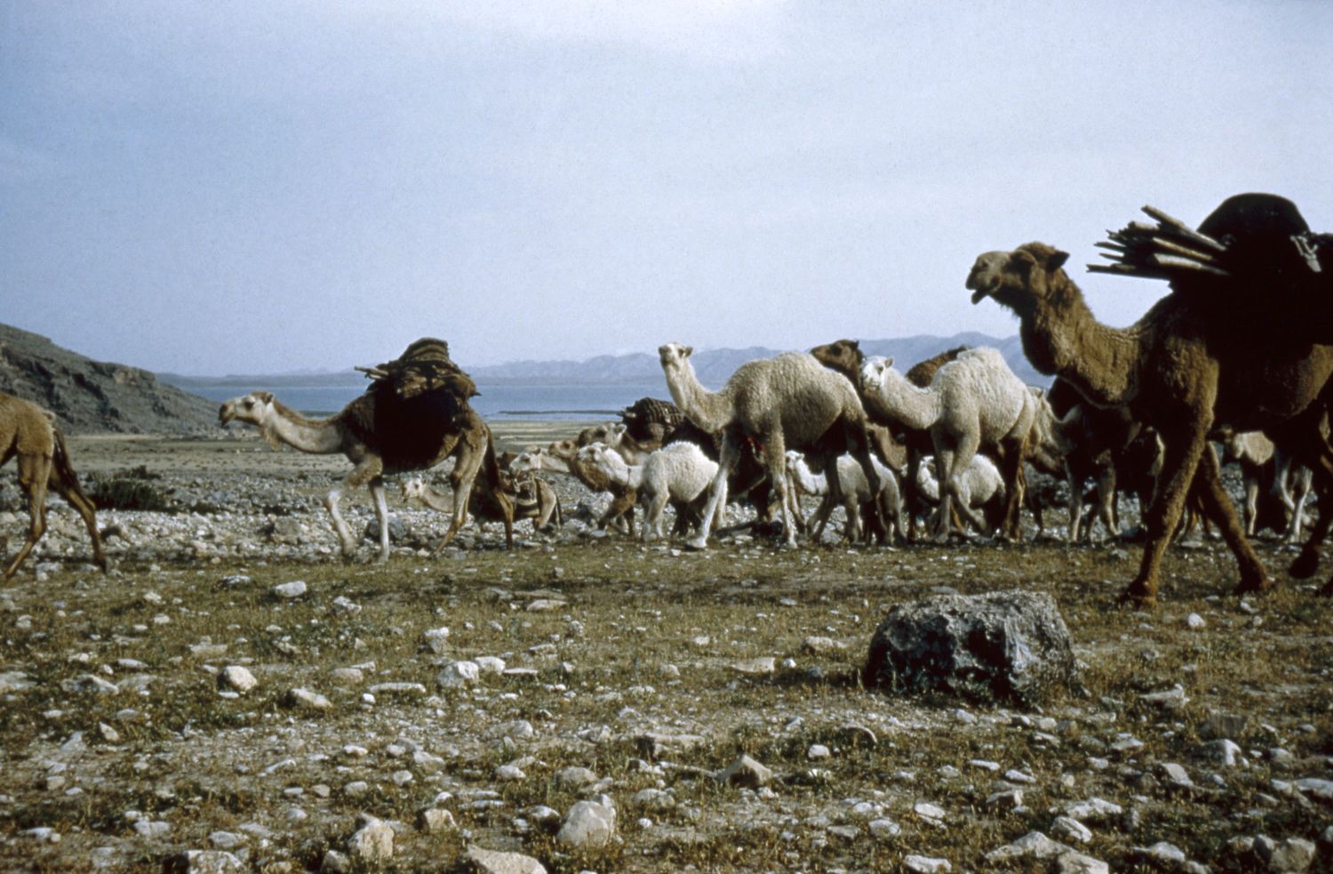 Qashqa'i migration with their caravan near Bushihr, Iran.