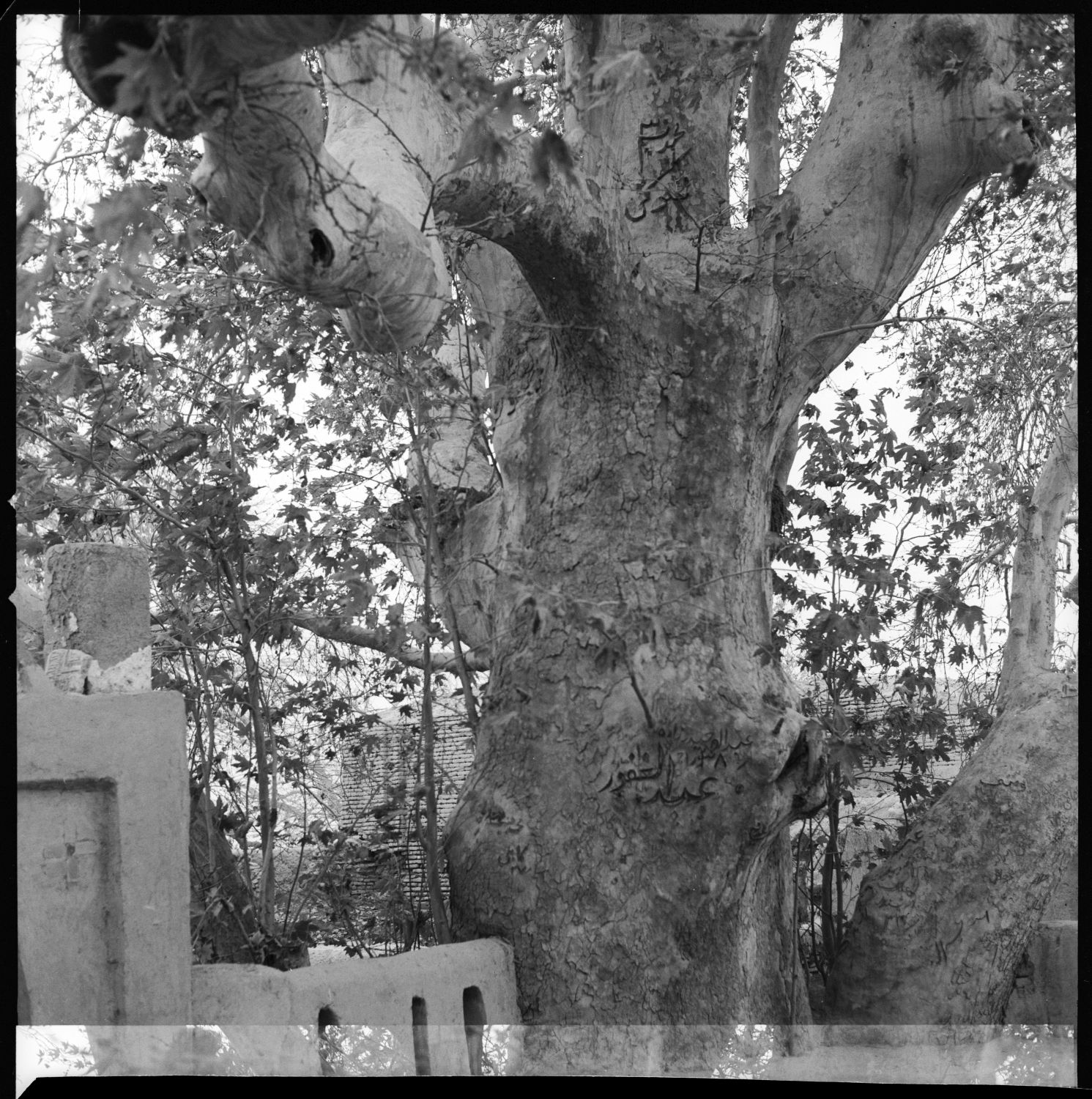 Khwajah Aksha Wali Ziyarat - View of a trunk of large tree with graffiti near ruins.