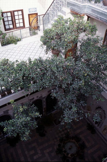 Lemon tree in court, viewed from roof terrace
