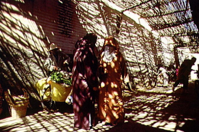 Laghzal Souk, replanted grapevine arbors (daliya)