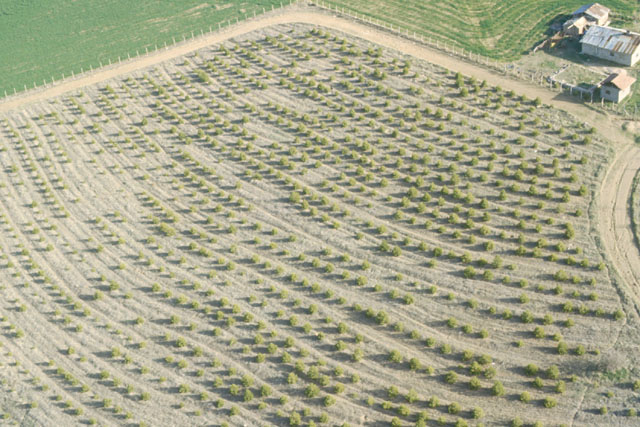 Aerial view showing plantings