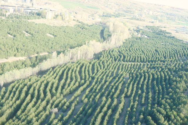 Aerial view showing plantings maturing