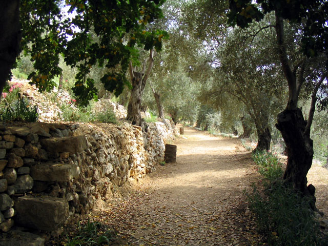 Path leading to the museum, among olive grove