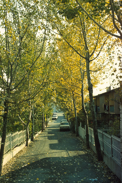 Exterior view along tree-lined street