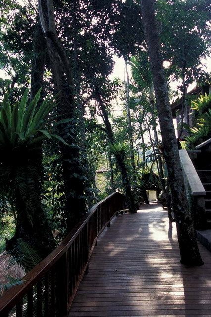 Wooden walkway among trees