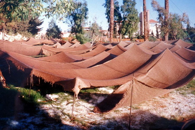 Tents protecting grass