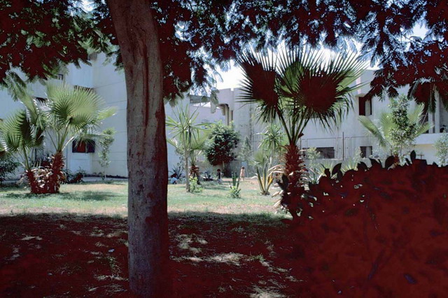 Detail of landscaping with palm trees