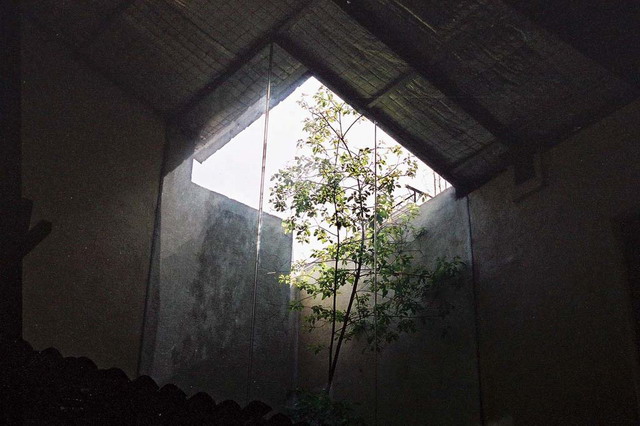 Open-sky glass box in atrium with tree