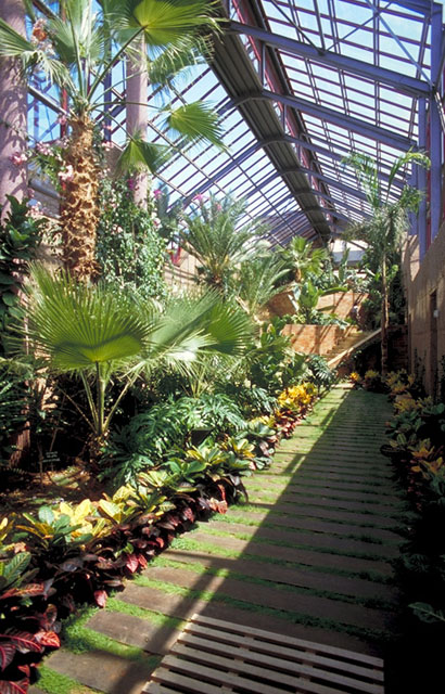 Interior view, greenhouse