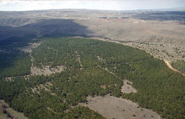 Middle East Technical University Reforestation Program - Aerial view