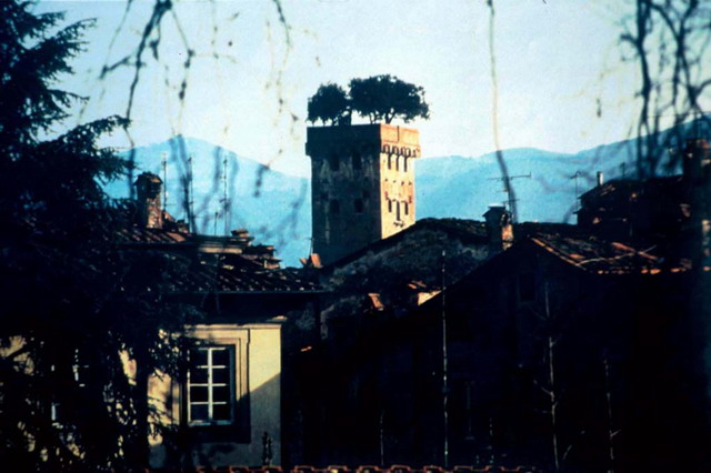 Family tower with 700 years old tree as a model for trees on roofs, Lucca, Italy
