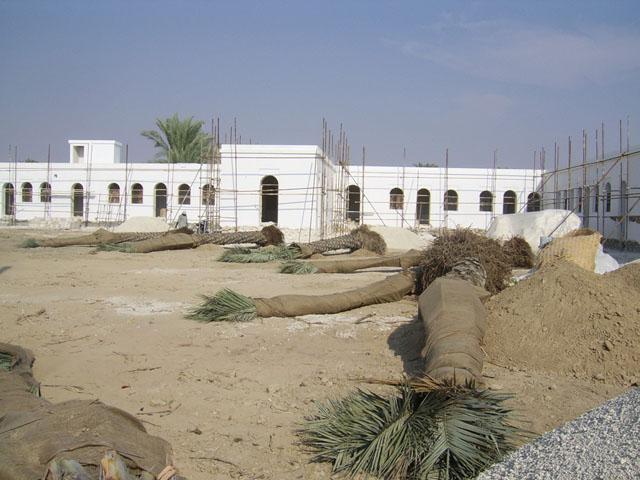 The palm garden of the museum under construction: bringing palms