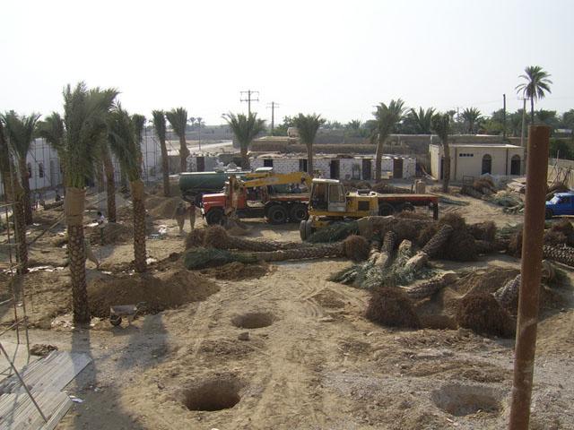 The palm garden of the museum under construction: erect the palm trees