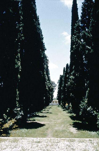 View looking southeast of the main axis, lined with aged cypress trees